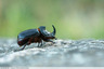 Oryctes nasicornis