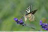 Machaon