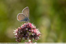 Azuré des anthyllides