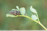 Cigale grise(cicada orni)