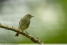 Premier été