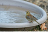 Zizi au bain