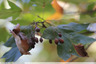 Fruits dans le bois
