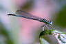 Agrion