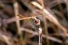 Sympetrum