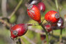 Fruits d'églantier