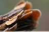 Polypore versicolore