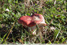 Champignons rouges