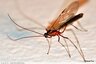 Ichneumon et merveilles