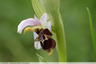 Orchidée bécasse