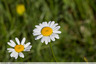 Marguerites