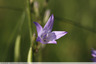 Campanule