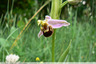 Ophrys abeille