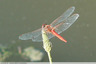 Sympétrum de Fonscolombe ?