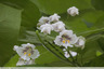 Catalpa en fleurs