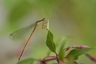 Agrion délicat