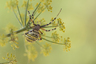 Argiope frelon