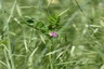 Vesce cultivée