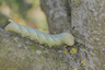 Chenille sphinx tête de mort