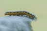 Chenille pièride du chou