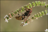 vespa crabro(frelon commun)