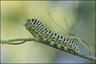 Machaon
