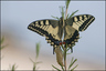Machaon