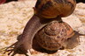 Escargot