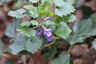 Lierre Terrestre (Glechoma hederacea)