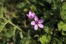 Erodium bec de grue