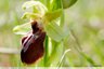 A la découverte des Orchidées de Mars