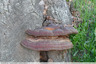 polypore sur chêne
