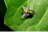 Mouche verte