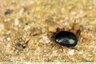 Petit coléoptère noir