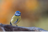 Mésange bleue