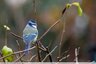 Mésange bleue