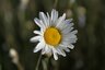 Marguerite
