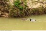 Couple de canards colverts