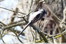 Mésange à longue queue