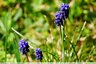 Muscaris au jardin sauvage