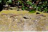 Encore des lézards !