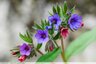Pulmonaires officinales