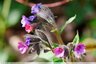 Pulmonaires officinales