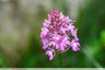 Orchis pyramidal
