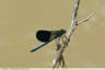 Demoiselle au bord de l'eau
