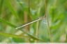 Agrion
