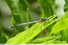 Agrion