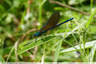 Agrion