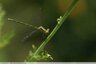 Lestes sponsa (le Leste fiancé) à vérifier