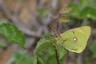 Le Fluoré (Colias sp.)